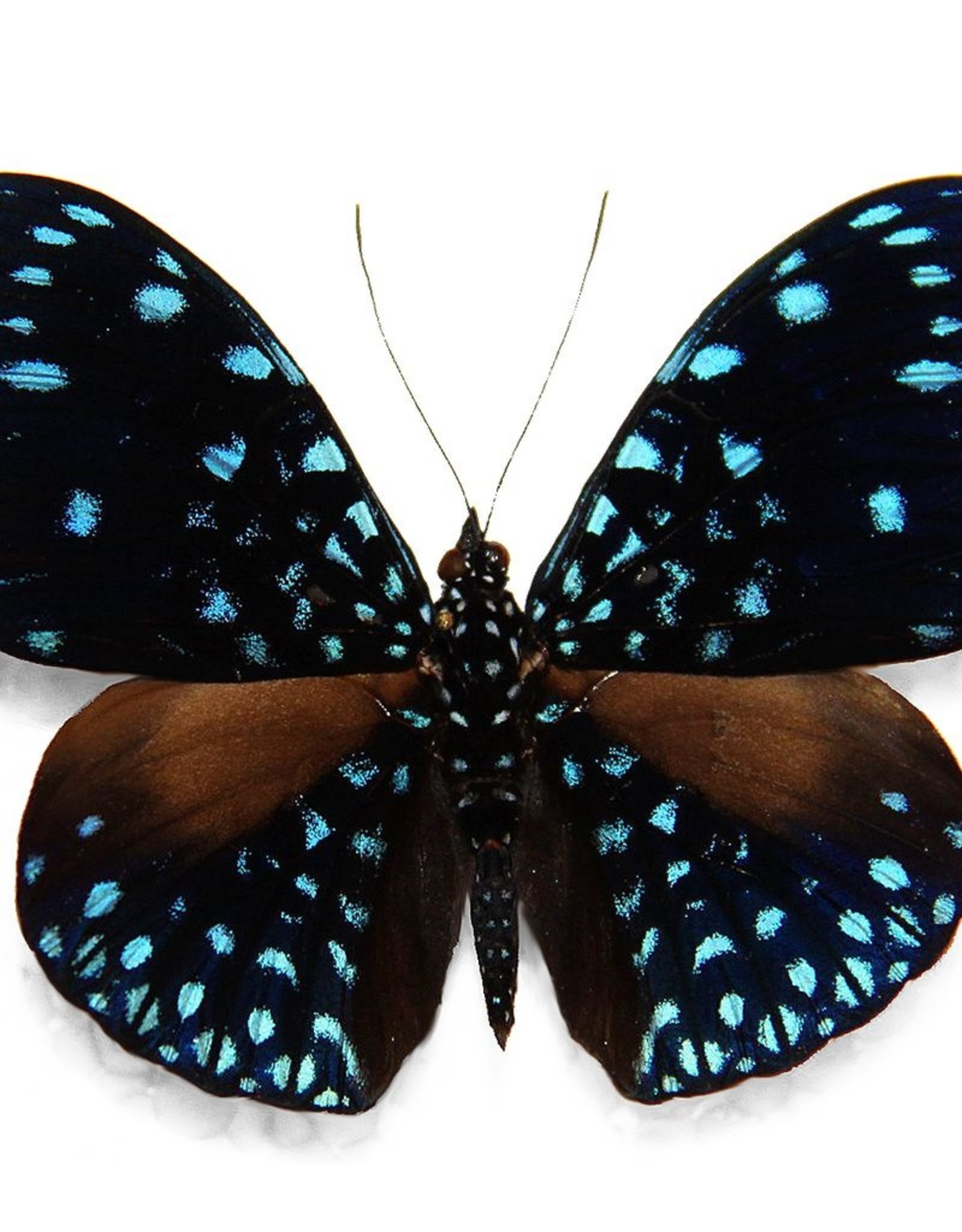 Hamadryas laodamia laodamia PAIR A1 Upper Huallaga Valley, Peru