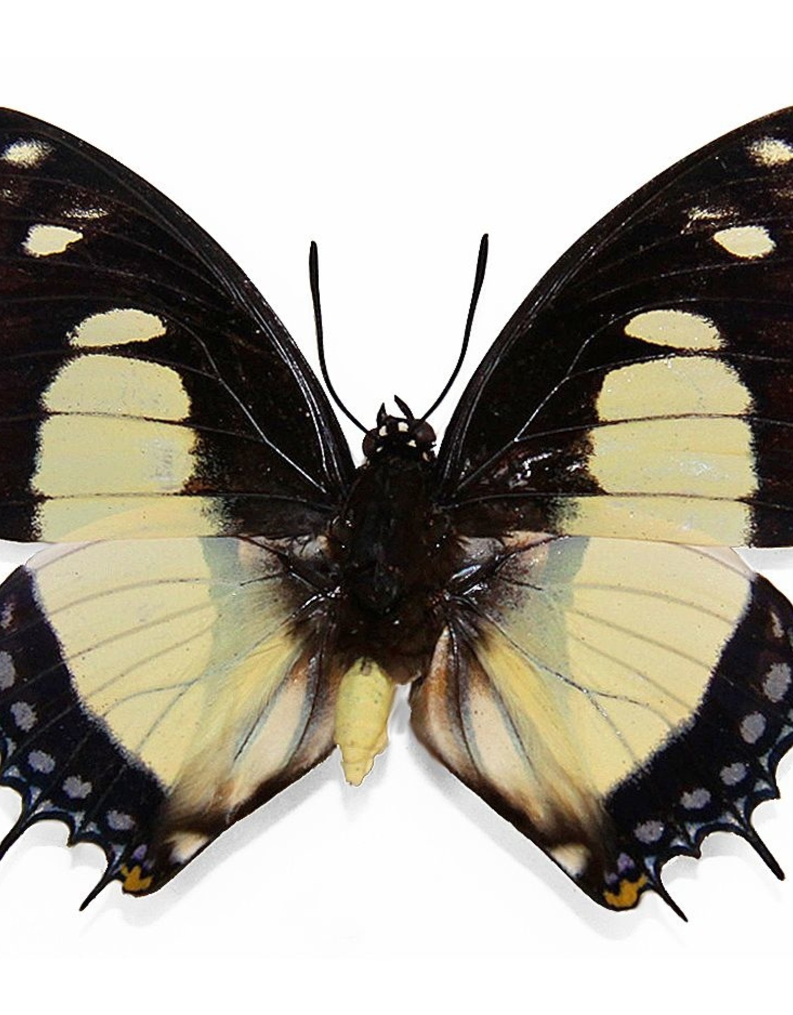 Charaxes nobilis M A1 CAR