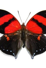 Siderone galanthis M A1 Peru
