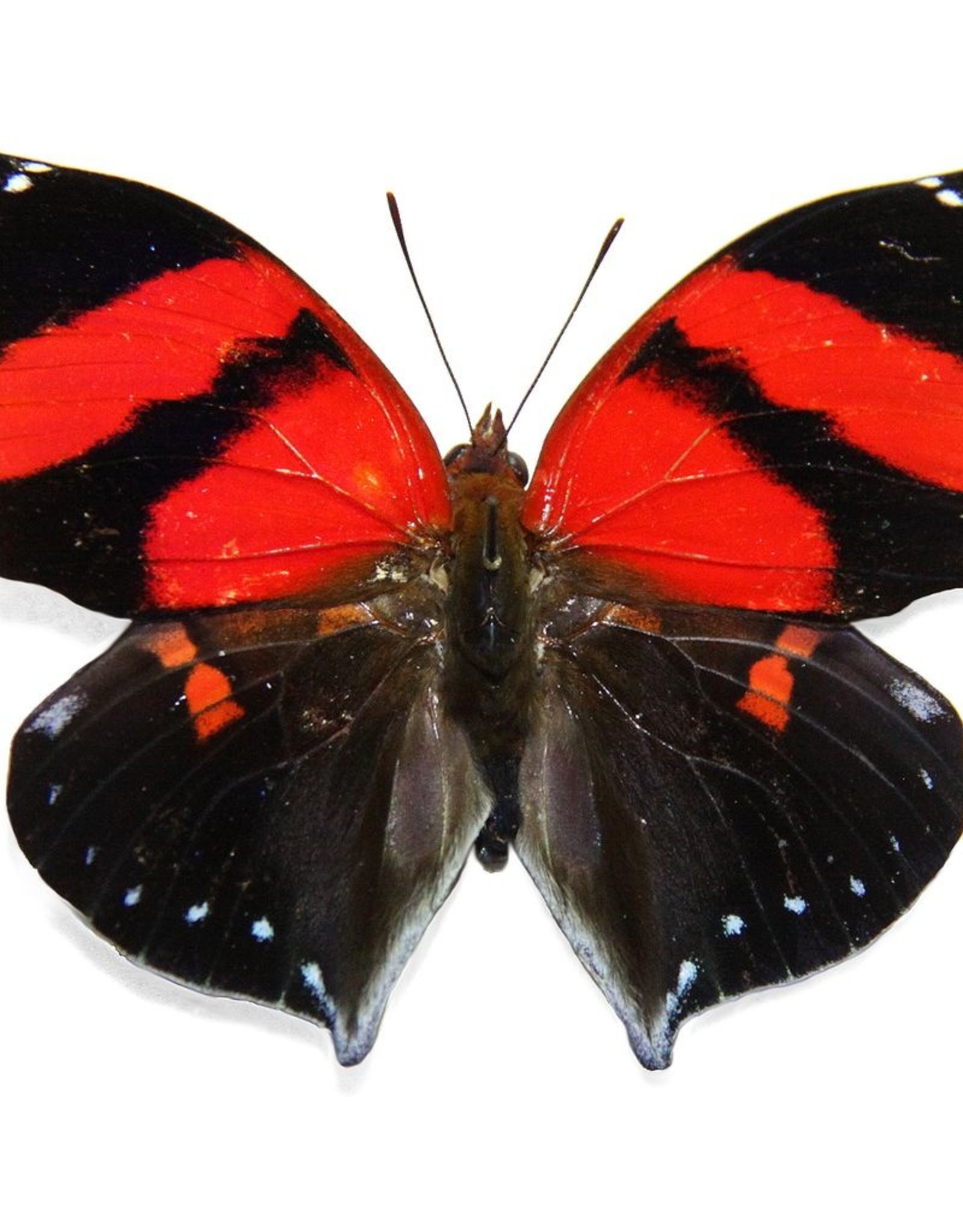 Siderone galanthis M A1 Peru