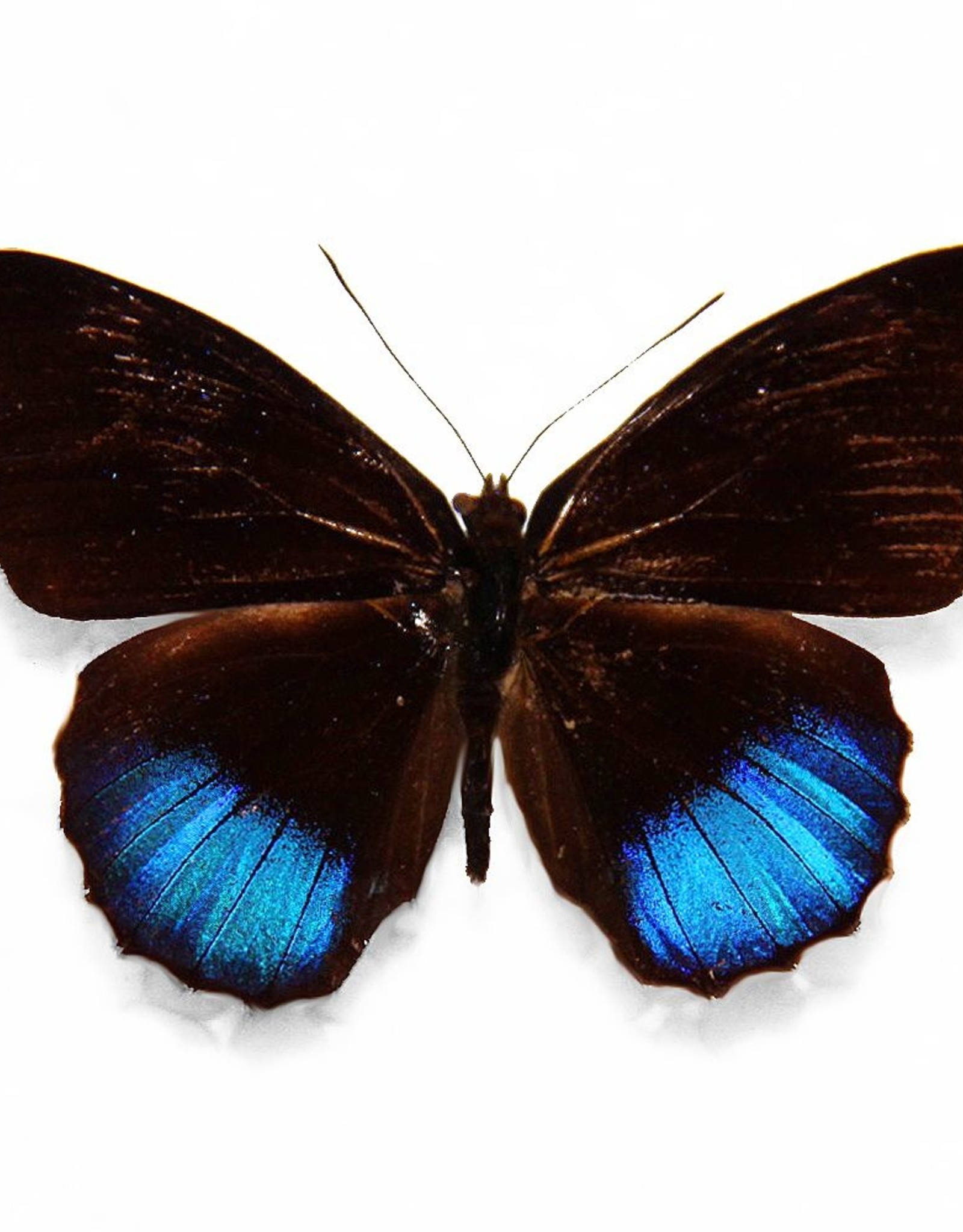 Eunica norica M A1 Upper Huallaga Valley, Peru