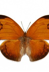 Anaea archidona F A1 Peru