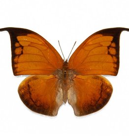 Anaea archidona F A1 Peru