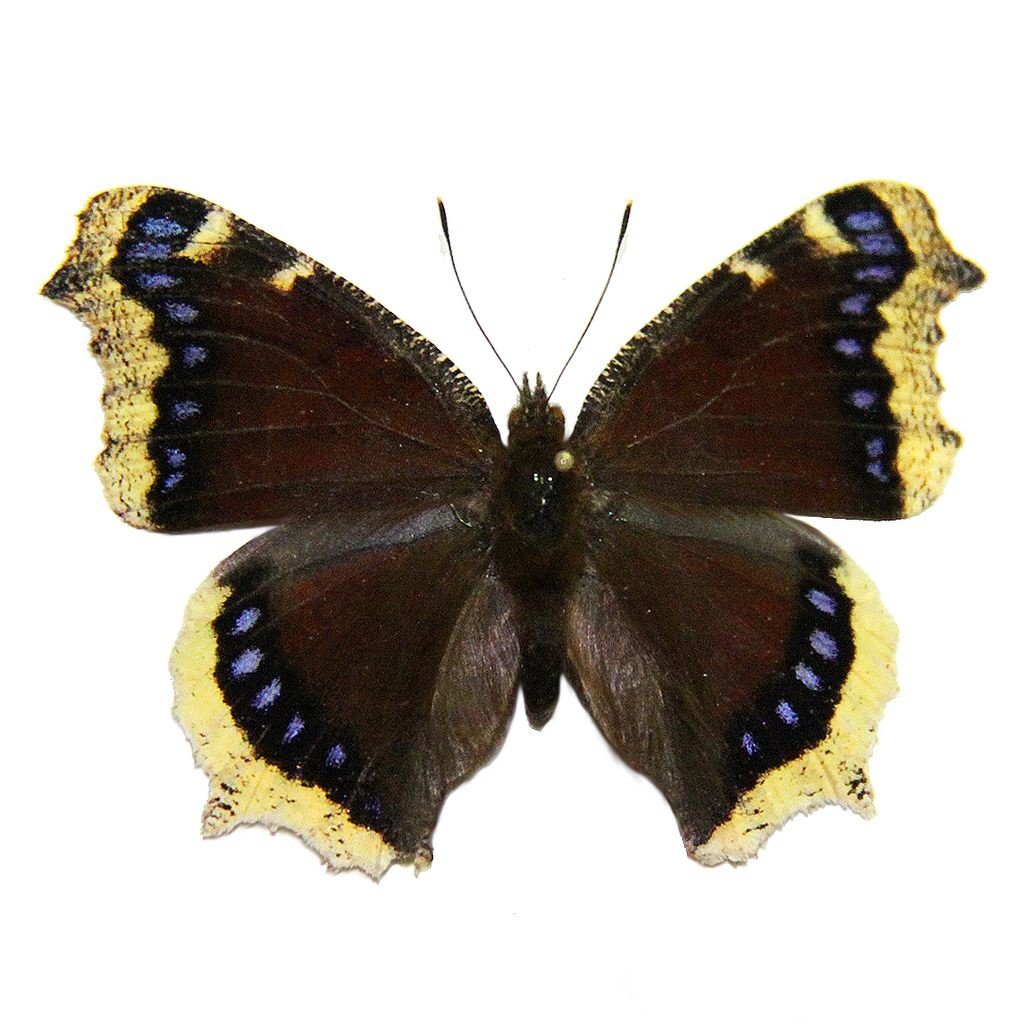 Details about   collection unmounted butterfly papilionidae Pathysa antiphates CHINA GUANGXI A1 