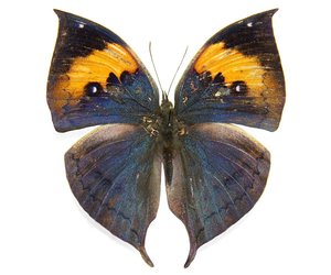 kallima-inachus-m-a1-china.jpg