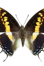 Charaxes castor F A1 CAR