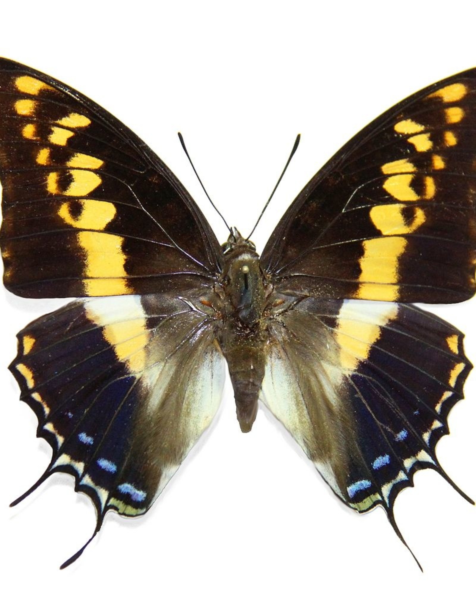 Charaxes castor F A1 CAR