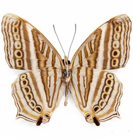 Cyrestis acilia harterti M A1 Indonesia