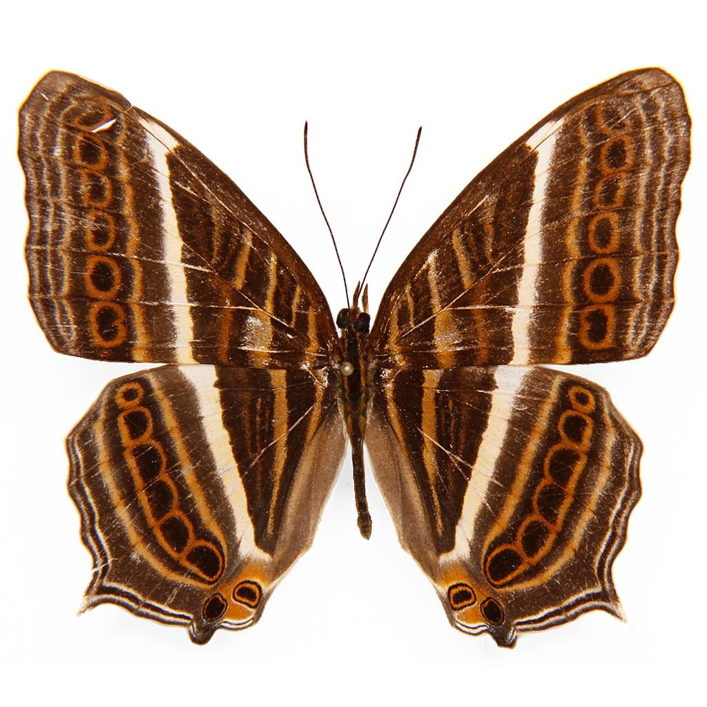 Cyrestis acilia gades M A1 Indonesia Butterfly Art Inc.