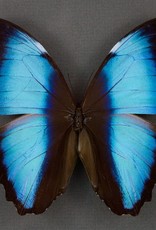 Morpho deidamia neoptolemus M A1 Upper Huallaga Valley, Peru