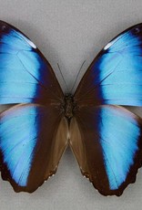 Morpho deidamia neoptolemus M A1 Upper Huallaga Valley, Peru