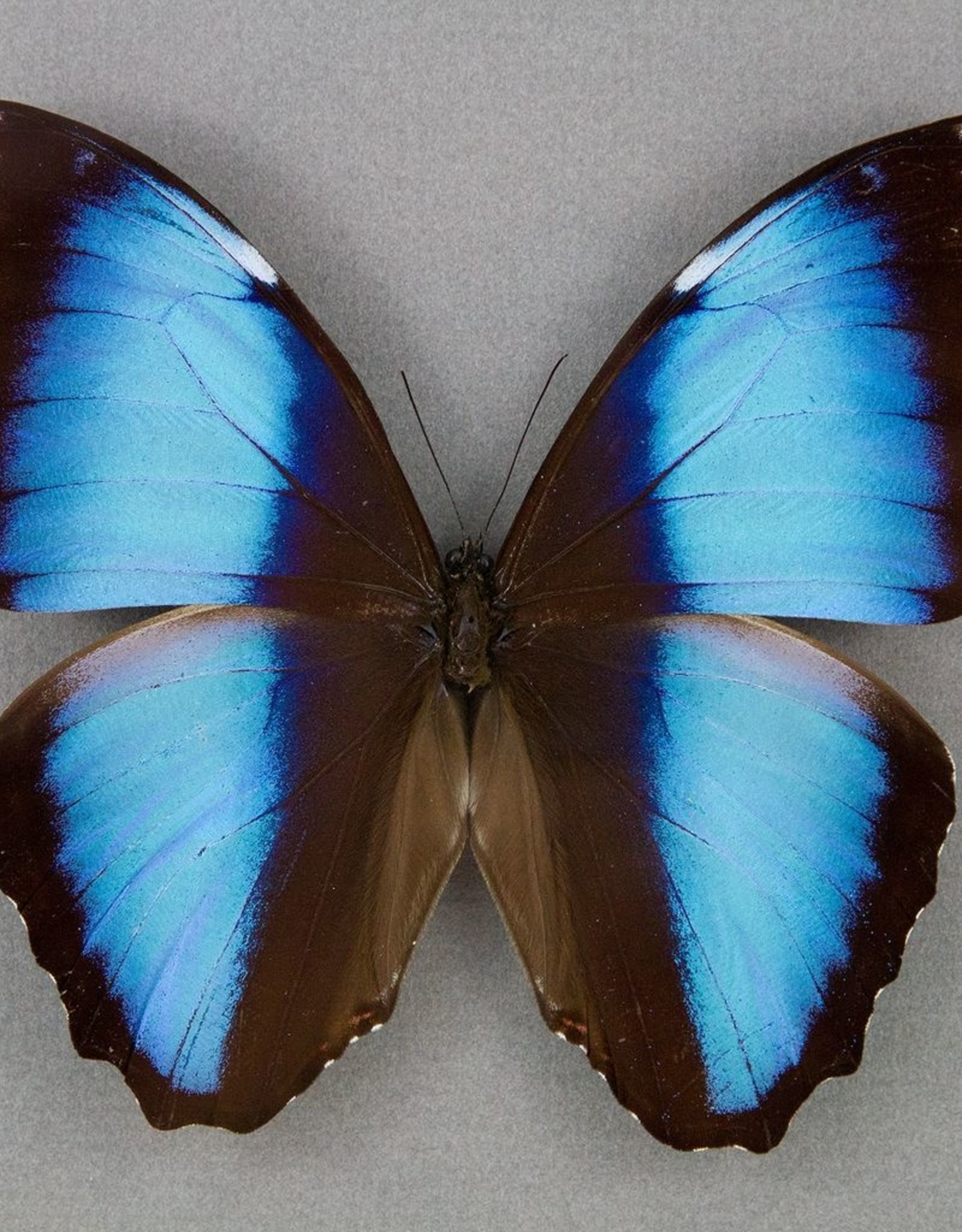 Morpho deidamia neoptolemus M A1 Upper Huallaga Valley, Peru