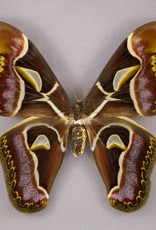 Archeoattacus edwardsi PAIR A1 Meghalaya, India