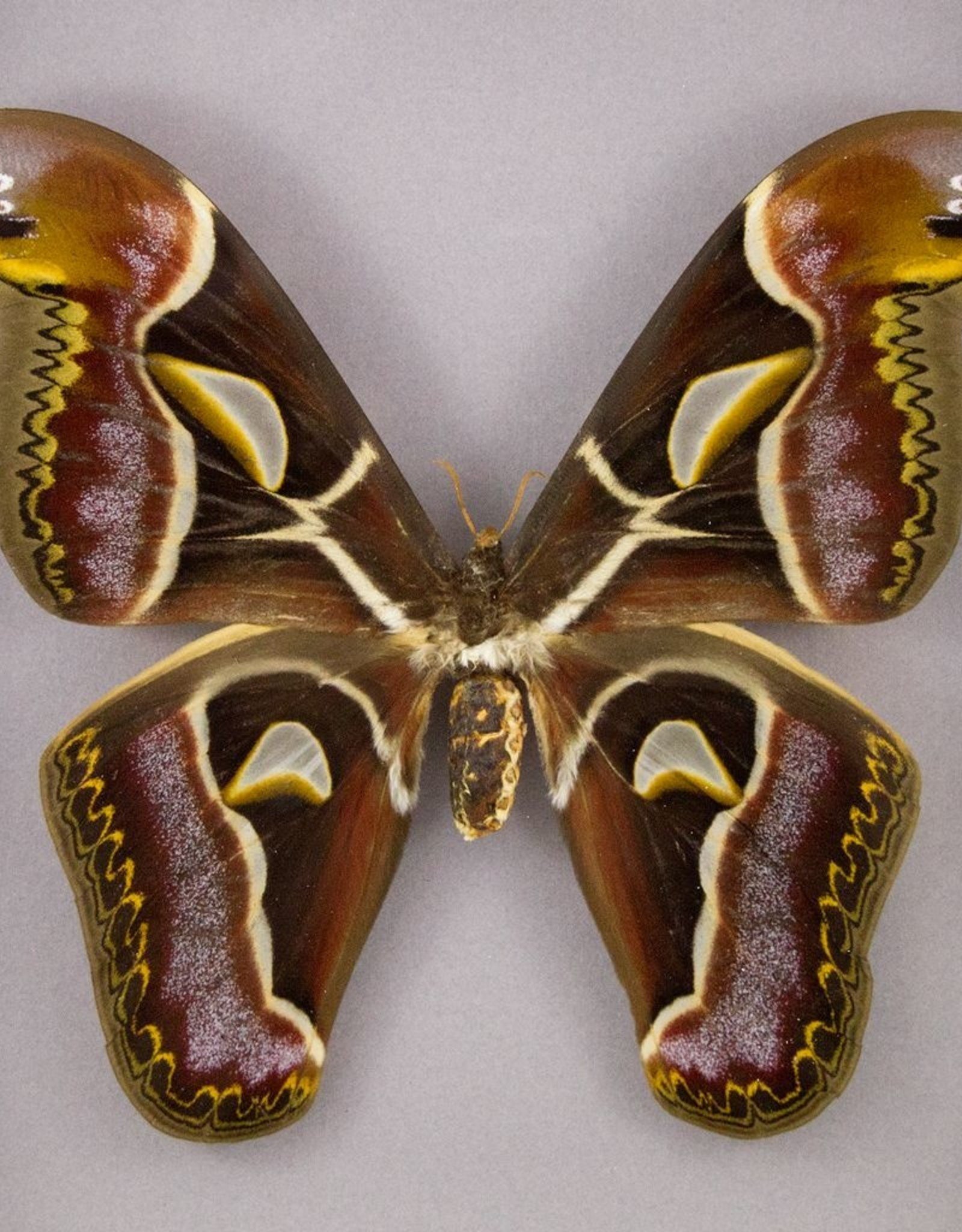 Archeoattacus edwardsi PAIR A1 Meghalaya, India