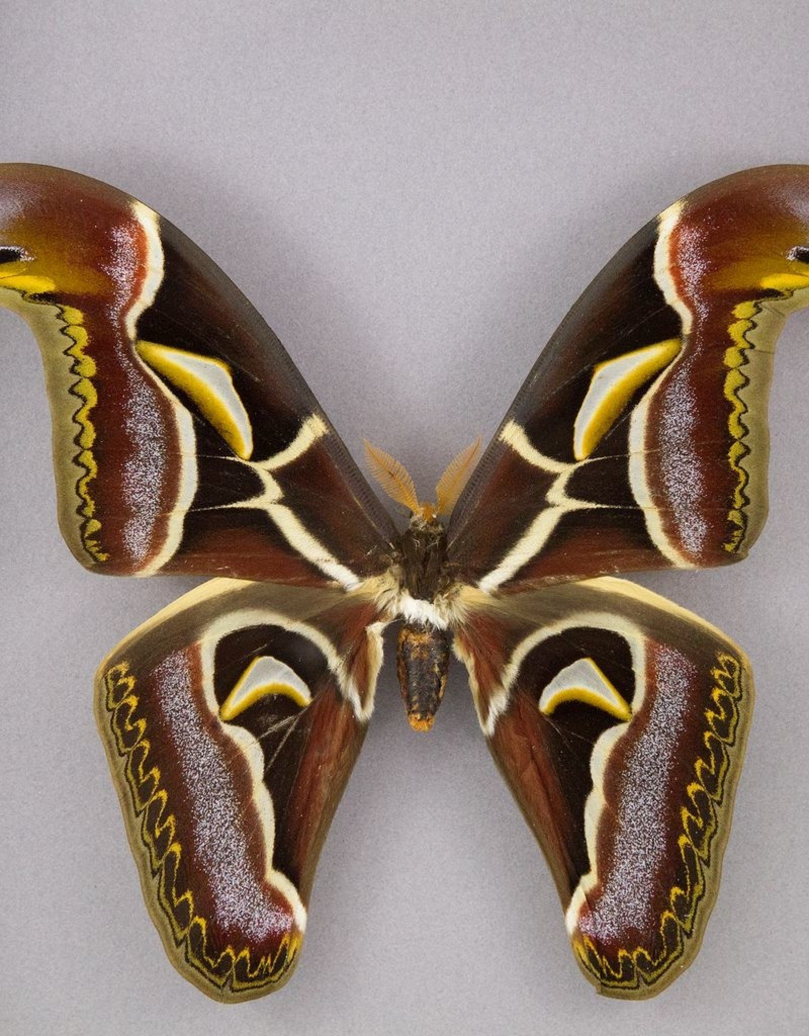 Archeoattacus edwardsi PAIR A1 Meghalaya, India