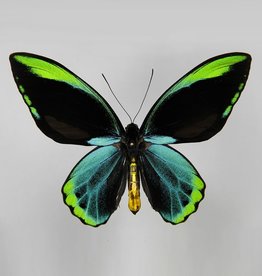 Ornithoptera allotei M A1/A1- Indonesia