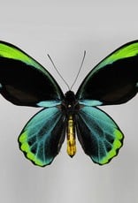 Ornithoptera allotei PAIR A1 Indonesia