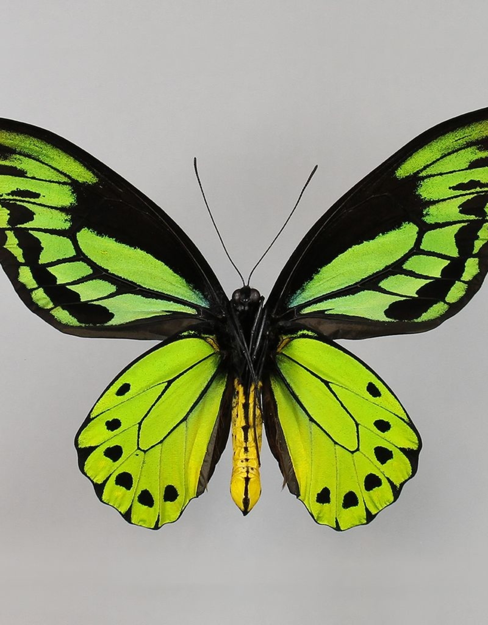 ORNITHOPTERA ALLOTEI PAPILLON LE PLUS RARE ET LE PLUS CO…