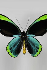 Ornithoptera allotei F A1 Indonesia