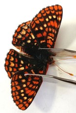 Euphydryas anicia anicia PAIR A1 Alberta, Canada