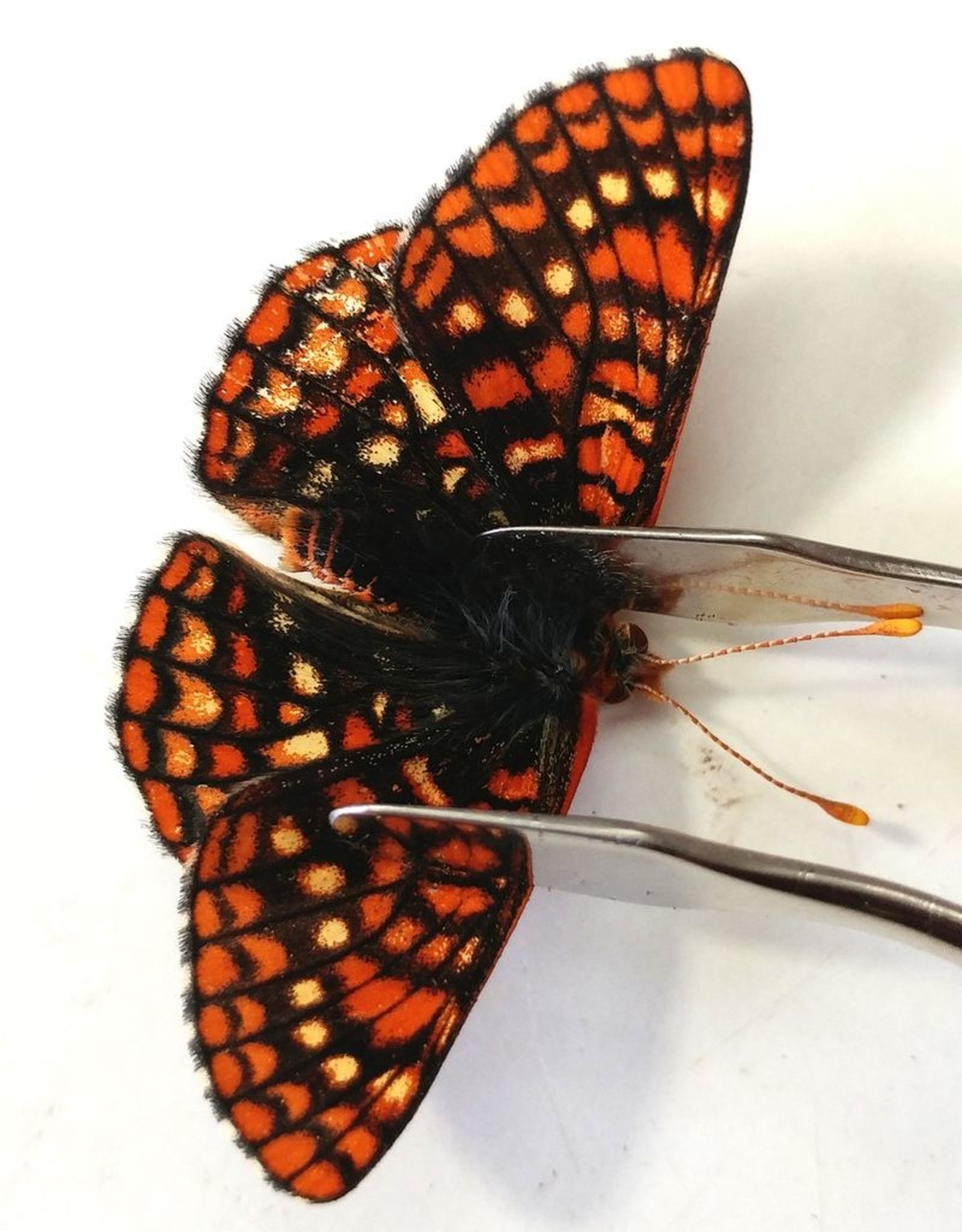 Euphydryas anicia anicia PAIR A1 Alberta, Canada