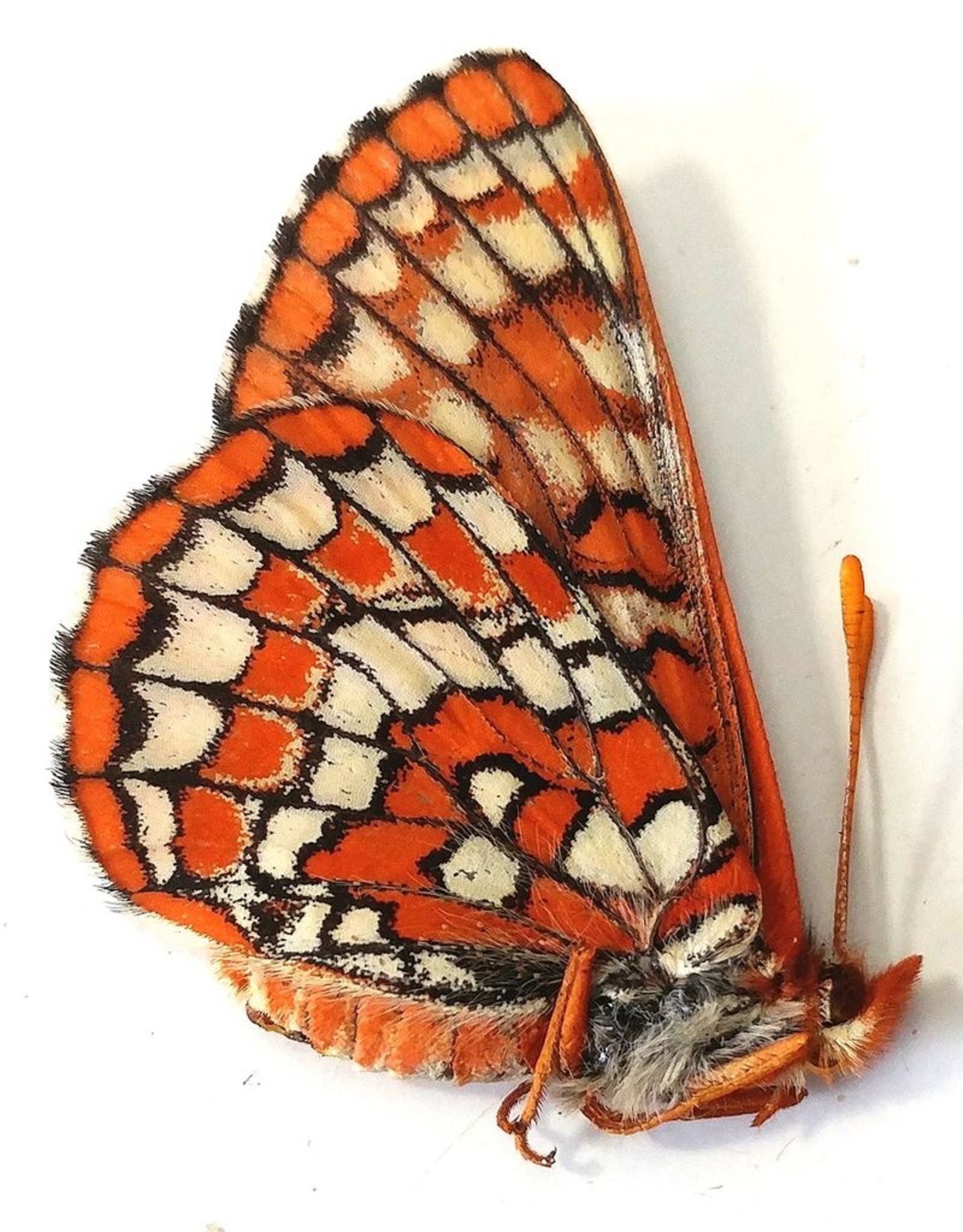 Euphydryas anicia anicia PAIR A1 Alberta, Canada