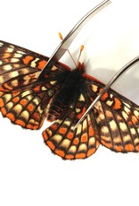 Euphydryas anicia anicia PAIR A1 Alberta, Canada