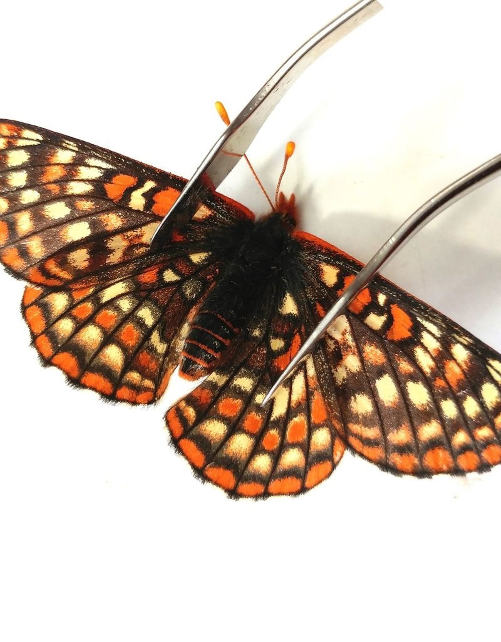 Euphydryas anicia anicia PAIR A1 Alberta, Canada