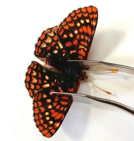 Euphydryas anicia anicia M A1- Canada