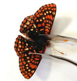 Euphydryas anicia anicia M A1/A1- Canada