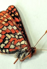 Euphydryas anicia anicia M A1/A1- Canada