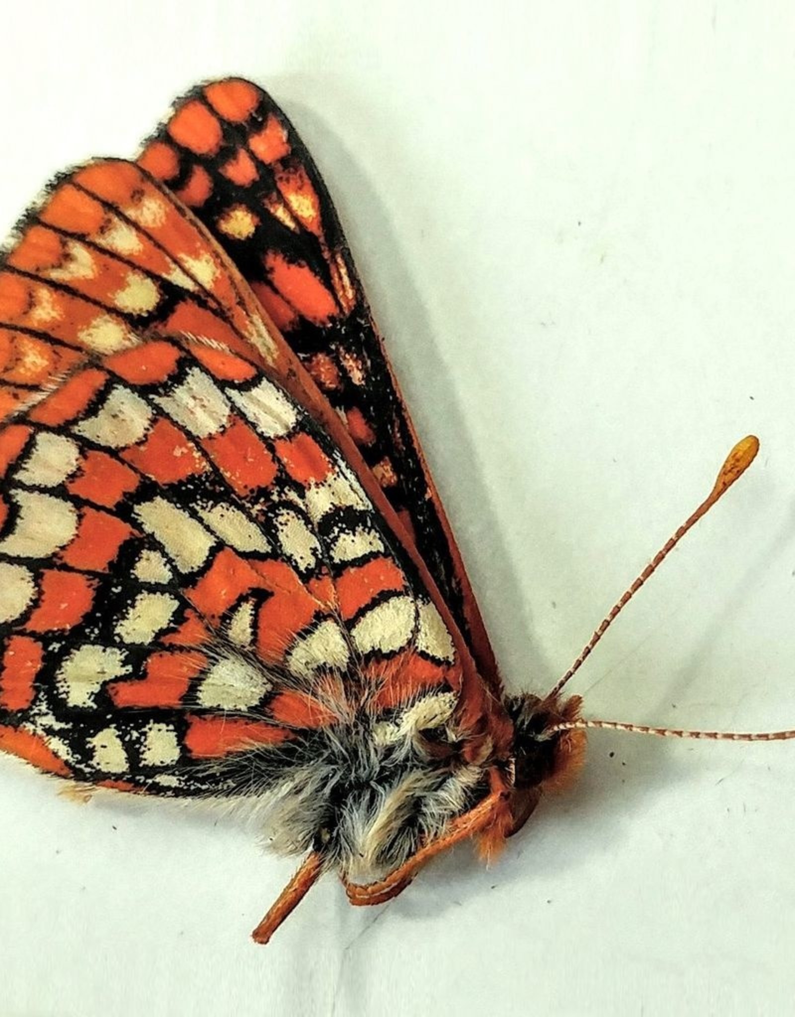 Euphydryas anicia anicia M A1/A1- Canada