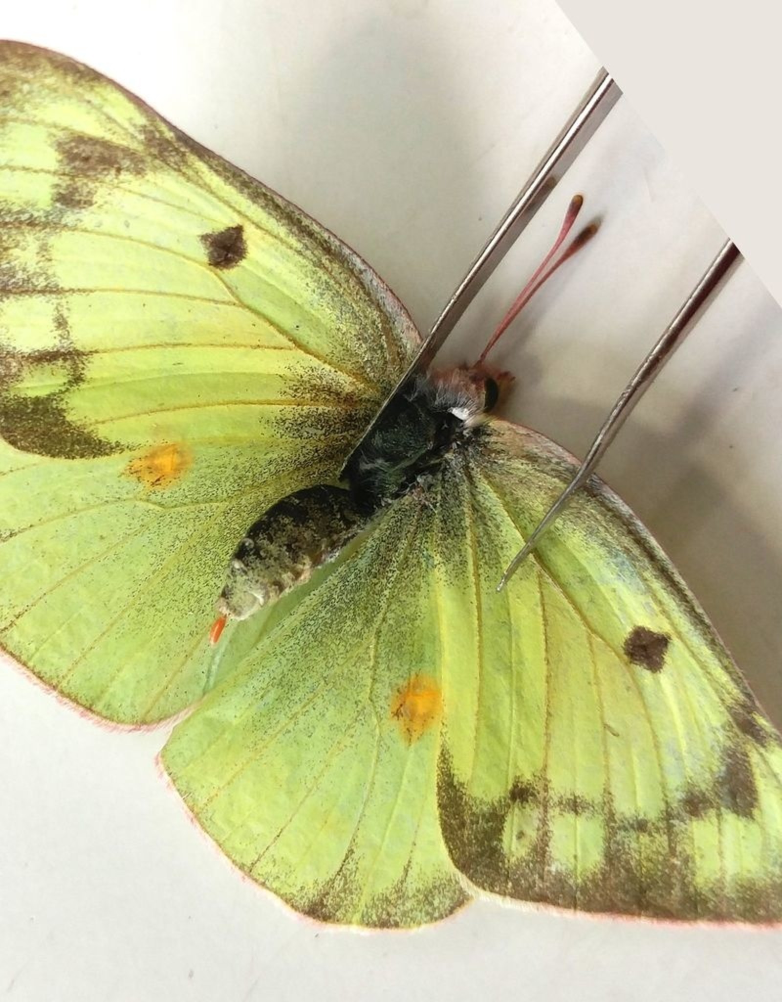 Colias philodice eriphyle M A1 Canada