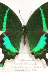 Papilio crino M A1- Sri Lanka