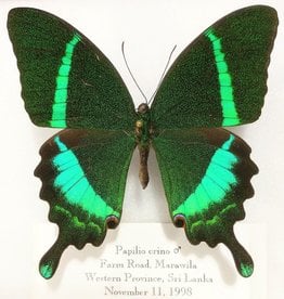 Papilio crino M A1- Sri Lanka