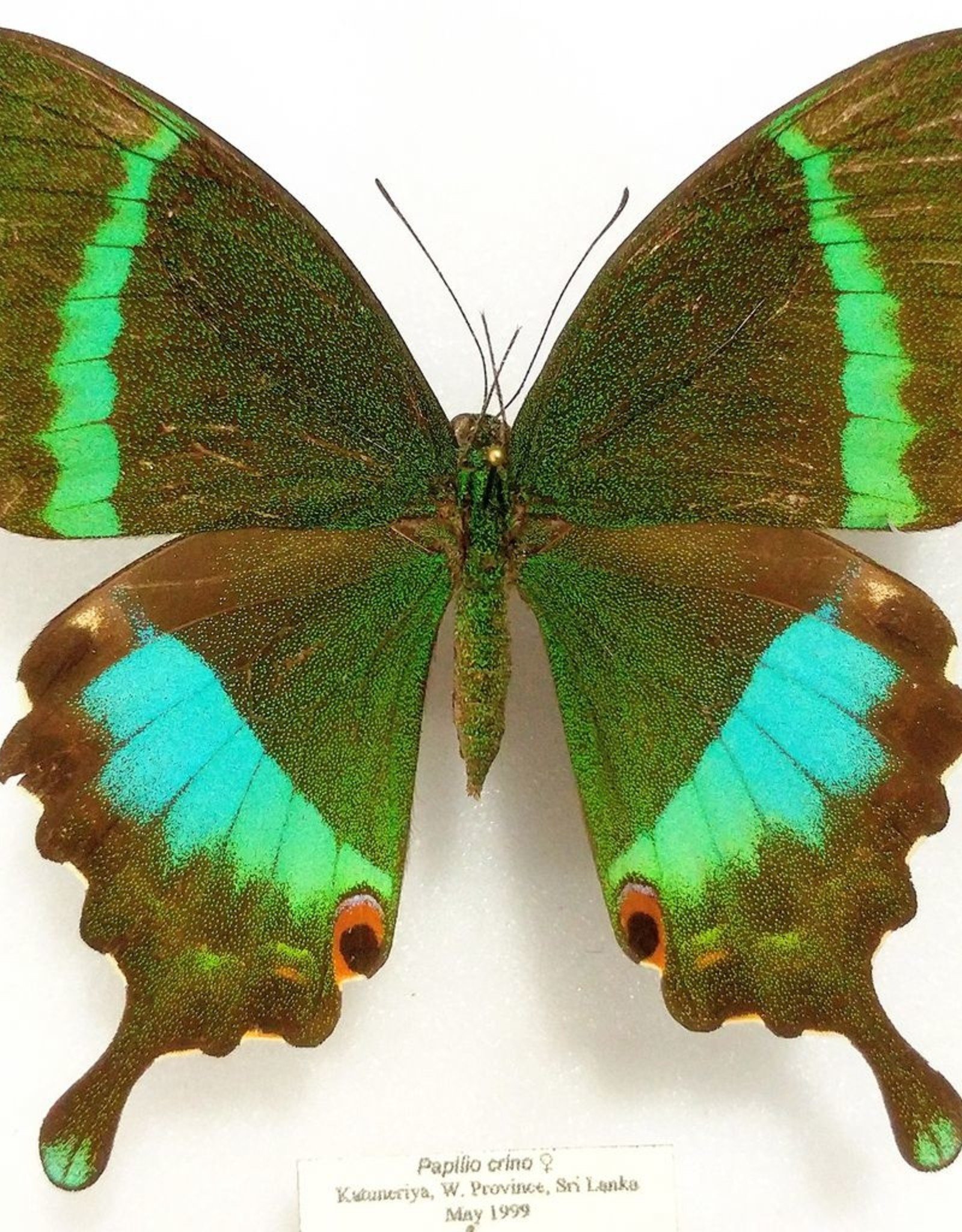 Papilio crino F A1- Sri Lanka