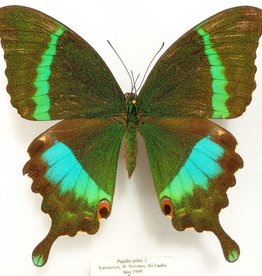 Papilio crino F A1- Sri Lanka