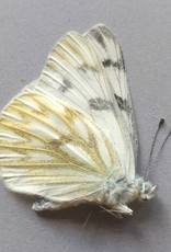 Pontia occidentalis occidentalis M A1- Canada