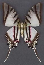 Eurytides (Protographium) protesilaus nigricornis M A1 Peru