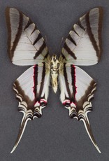 Protesilaus (Eurytides) protesilaus nigricornis M A1 Peru