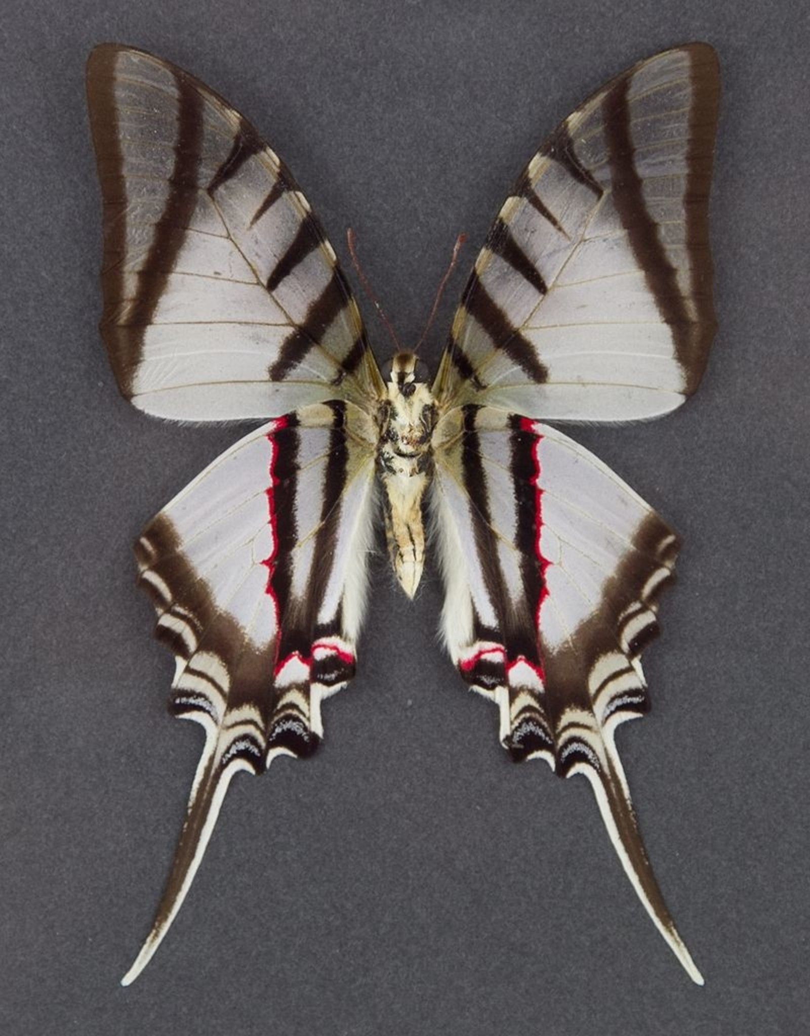 Eurytides (Protographium) protesilaus nigricornis M A1 Peru