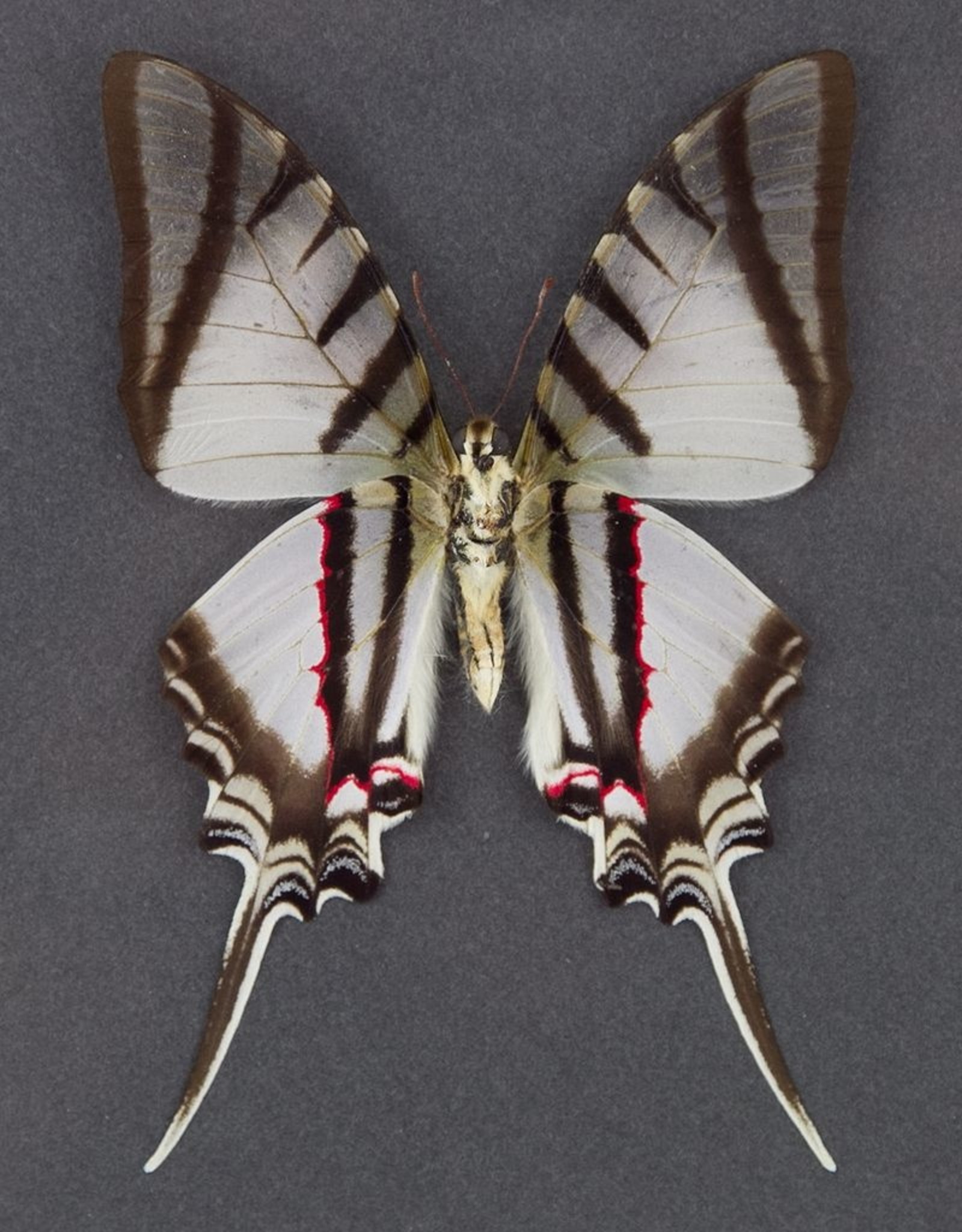 Protesilaus (Eurytides) protesilaus nigricornis M A1 Peru