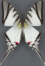 Eurytides (Protographium) protesilaus nigricornis M A1 Peru