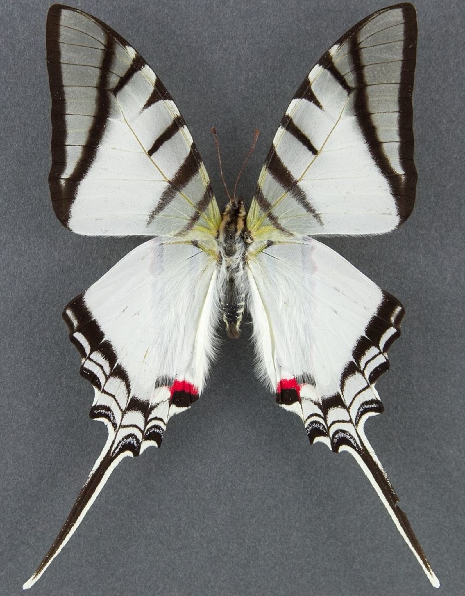 Protesilaus (Eurytides) protesilaus nigricornis M A1 Peru