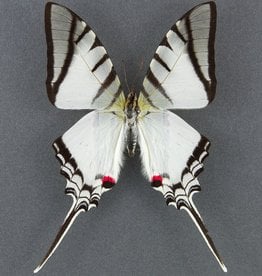 Protesilaus (Eurytides) protesilaus nigricornis M A1 Peru