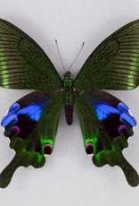 Papilio arcturus arcturus M A1 China