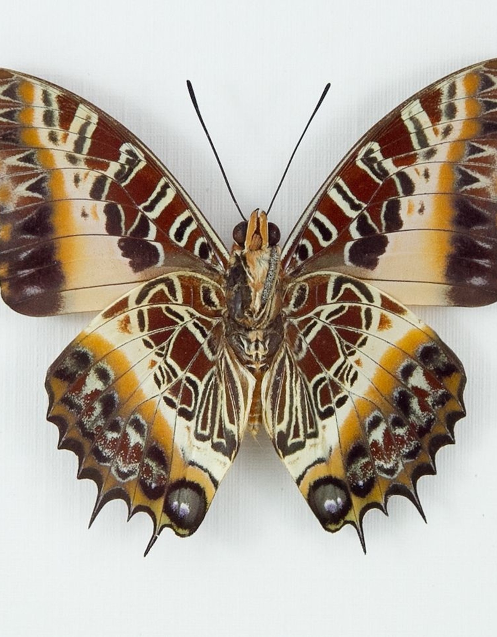 Charaxes pollux F A1 CAR