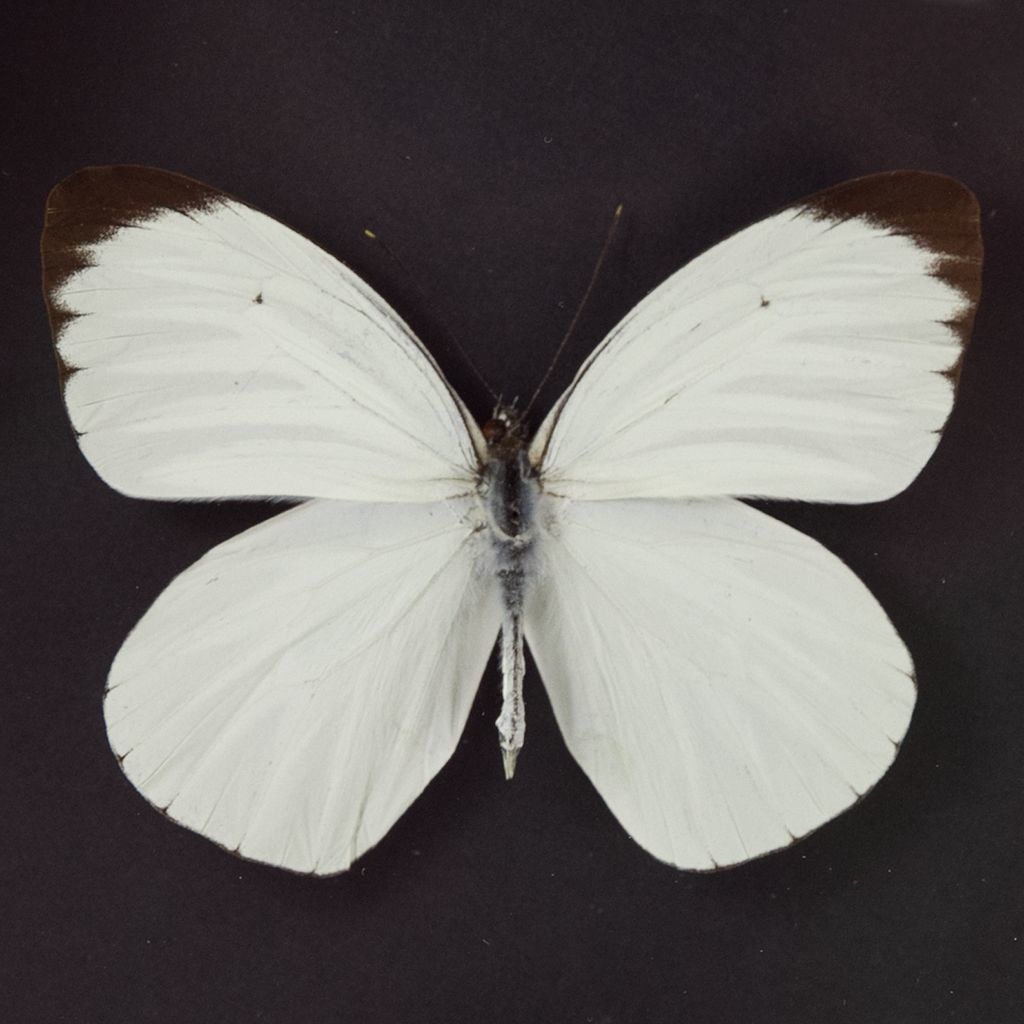 Ascia buniae black white butterfly Peru