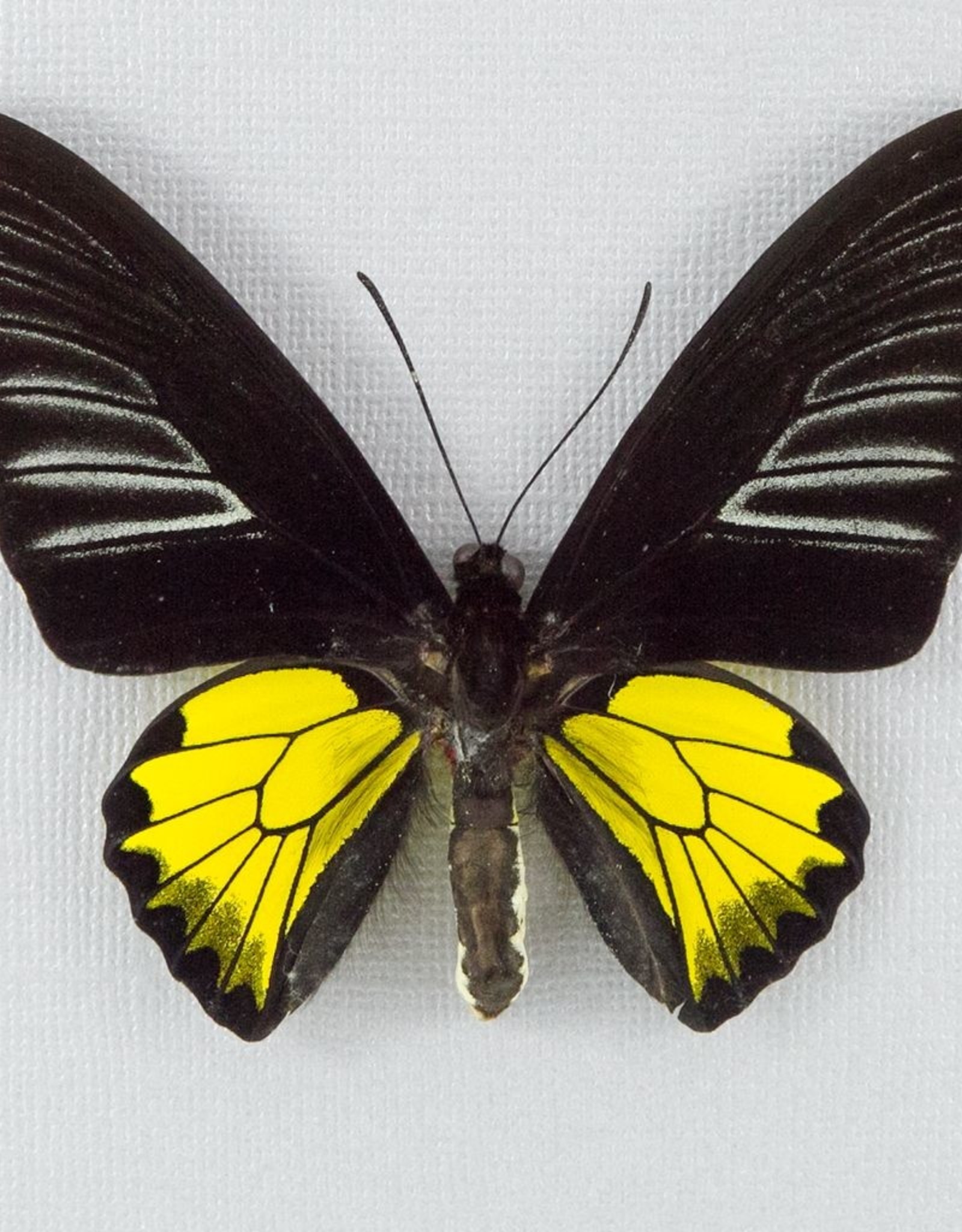 Troides rhadamantus M A1 Philippines