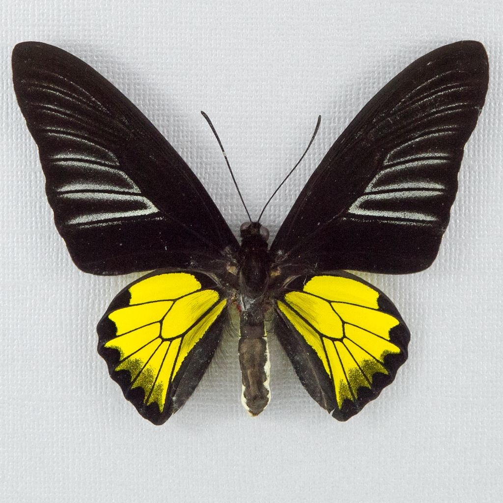 Тройдес бабочка. Troides rhadamantus (Золотая Птицекрылка). Troides rhadamantus бабочка. Золотая Птицекрылка бабочка. Бабочка троидес Золотая Птицекрылка.